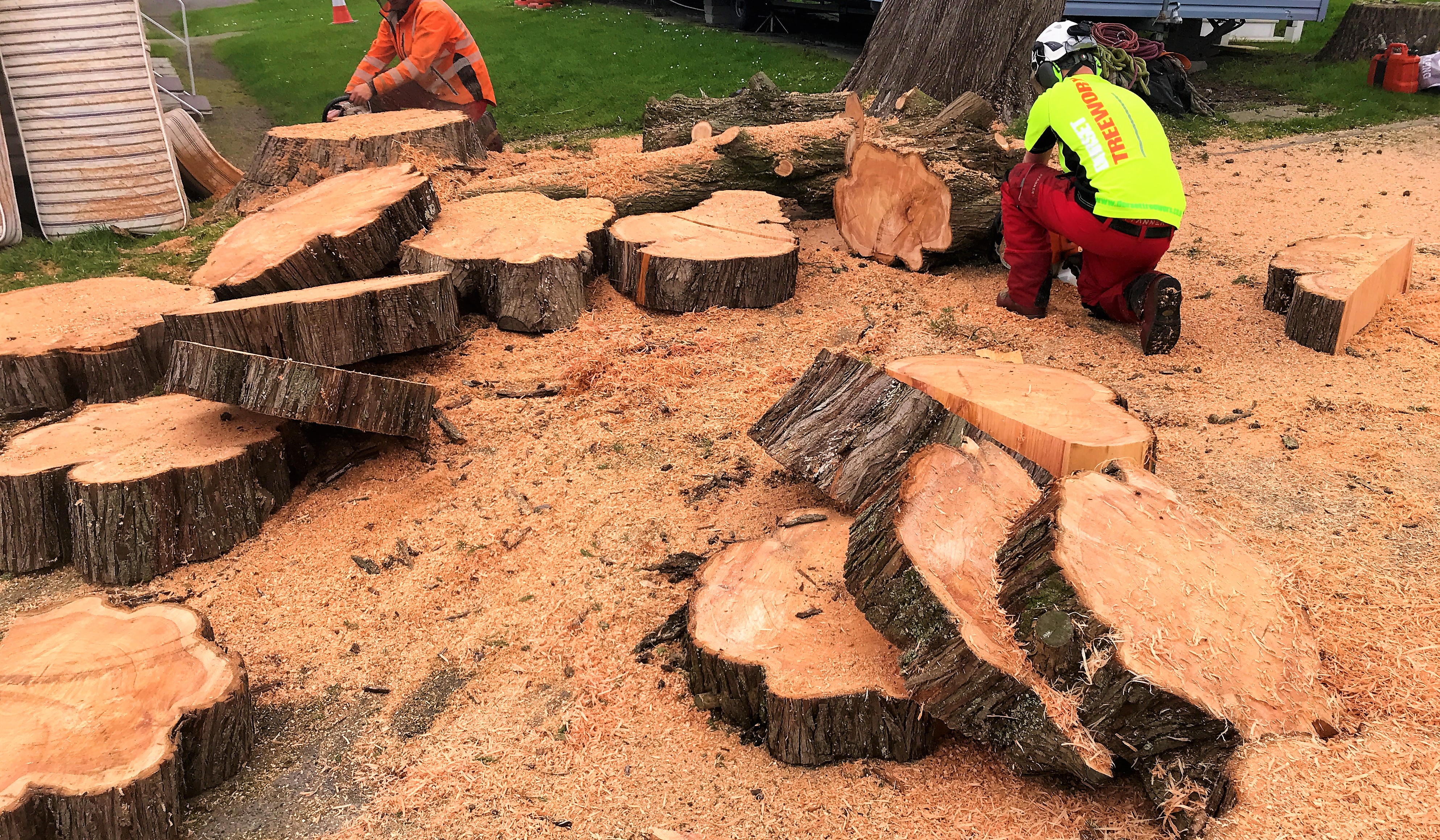 Weymouth tree surgery team offering tree removal, tree felling, tree dismantling in Weymouth, Dorchester, Portland, Dorset