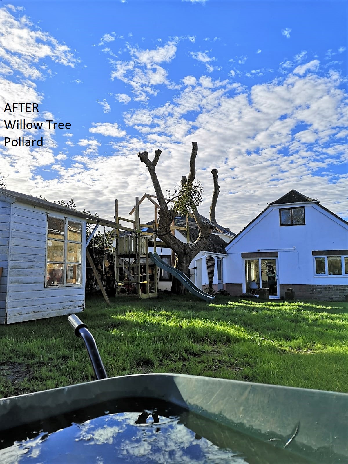 Weymouth tree surgeon. Tree Care - Tree Pruning - Photo: before and after. Weymouth Portland Dorchester.