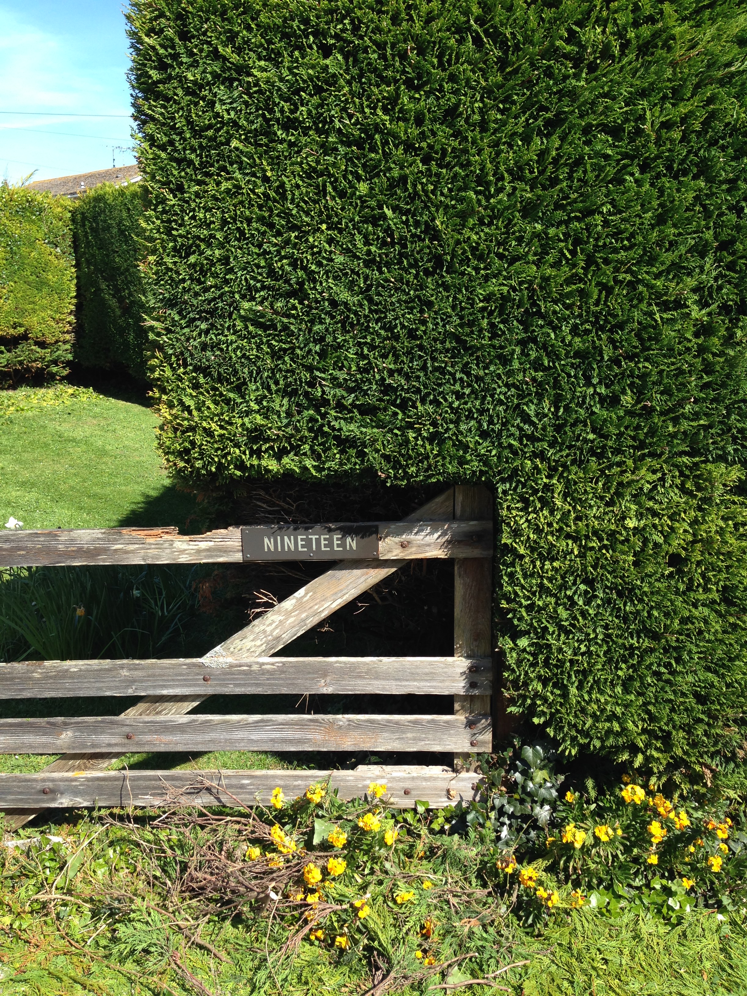Hedge trimming and removal services Weymouth, Dorchester, Portland in Dorset - Dorset Treeworx offer hedge maintenance, hedge cutting, hedge removal, hedge pruning, hedge planting, hedge stump grinding services