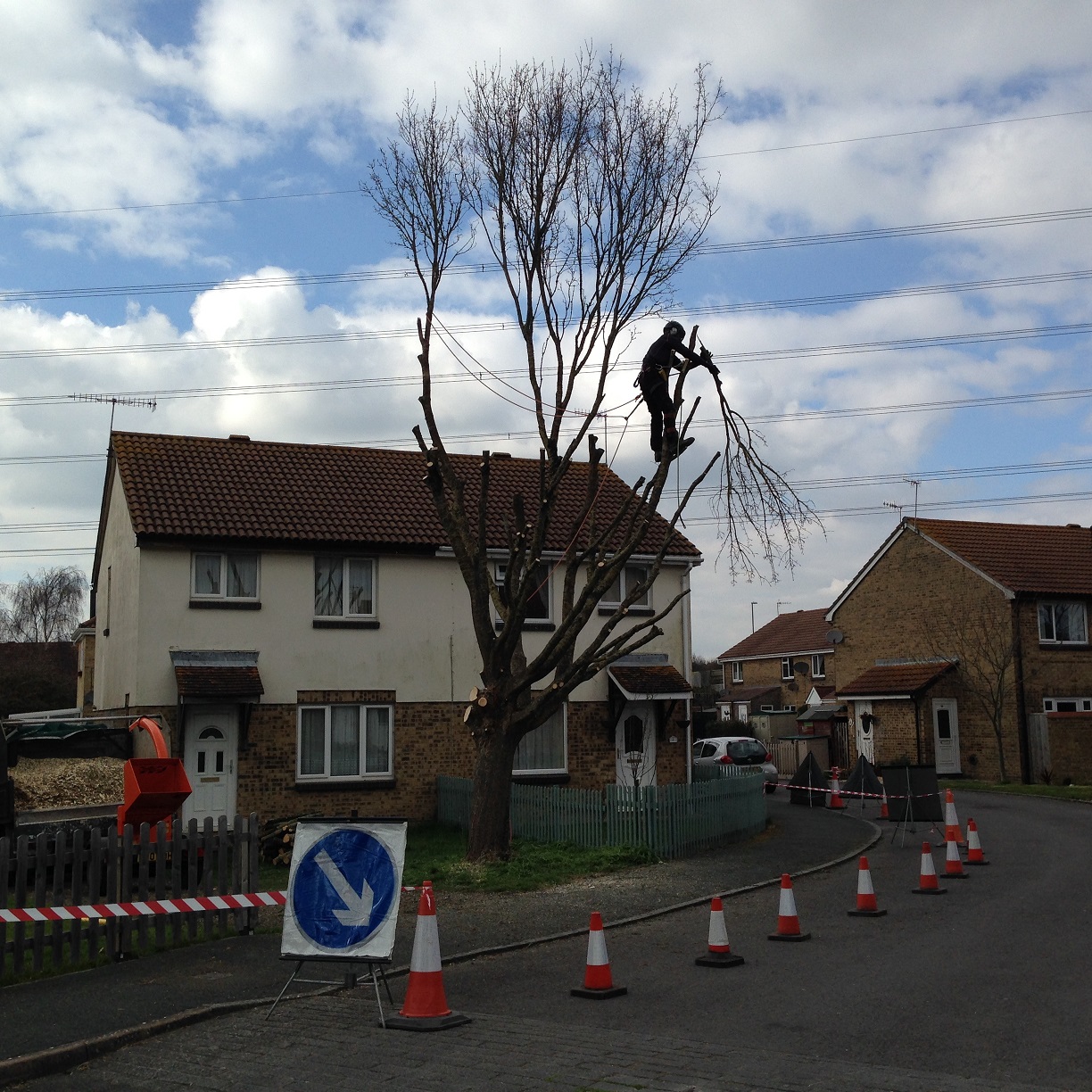 Weymouth tree pruning services - tree surgeon carrying a tree removal in Weymouth, Dorset