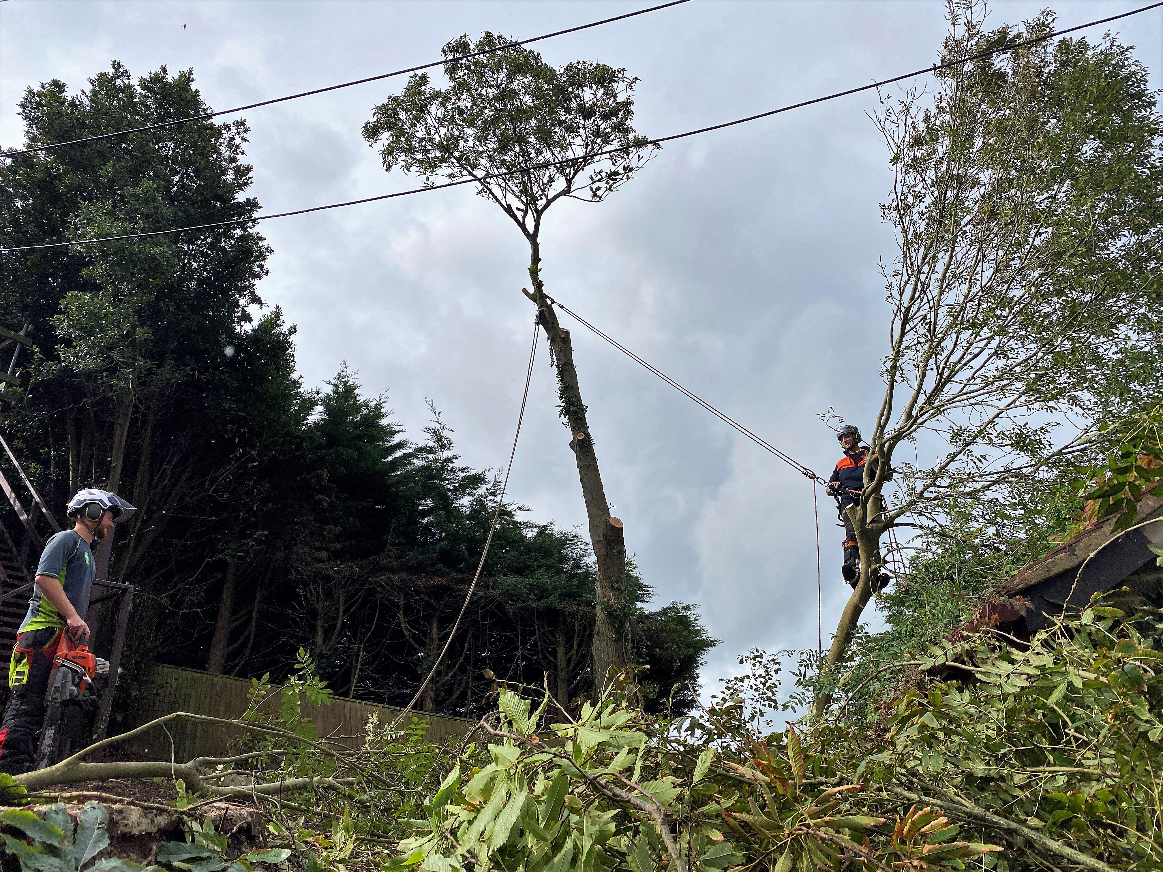Dorset Treeworx Ltd | Garden Clearance Weymouth, Dorchester, Portland in South Dorset - Tree Surgeon team carrying out a tree care, tree removal, hedge trimming, hedge removal, stump grinding service