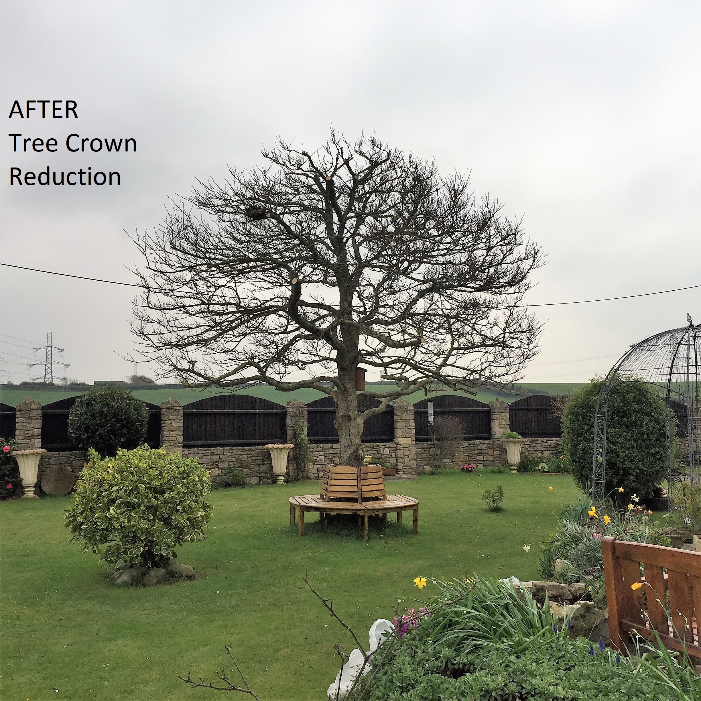 Weymouth tree surgeon. Tree Care - Tree Pruning - Photo: before and after. Weymouth Portland Dorchester.