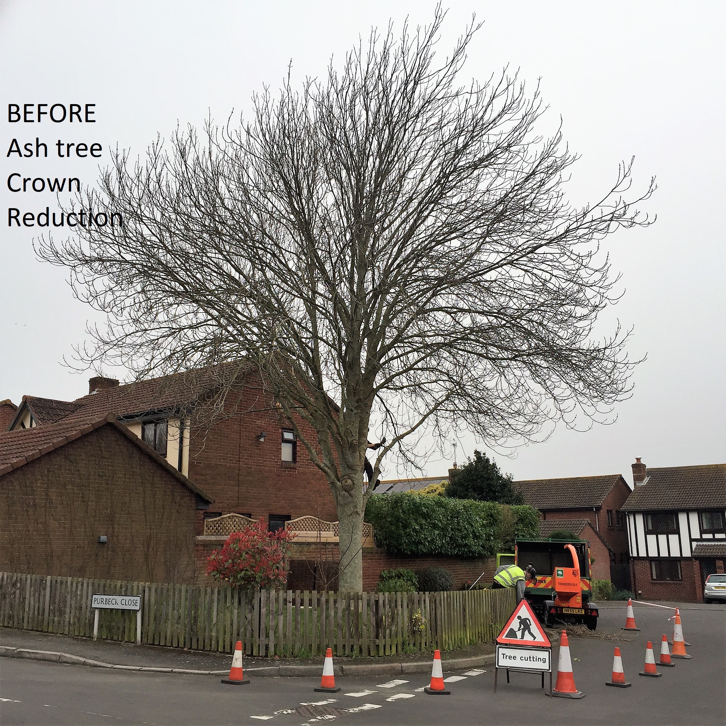 Dorset Treeworx Ltd | Tree Care - Tree Pruning - Photo: before and after. Weymouth Portland Dorchester.