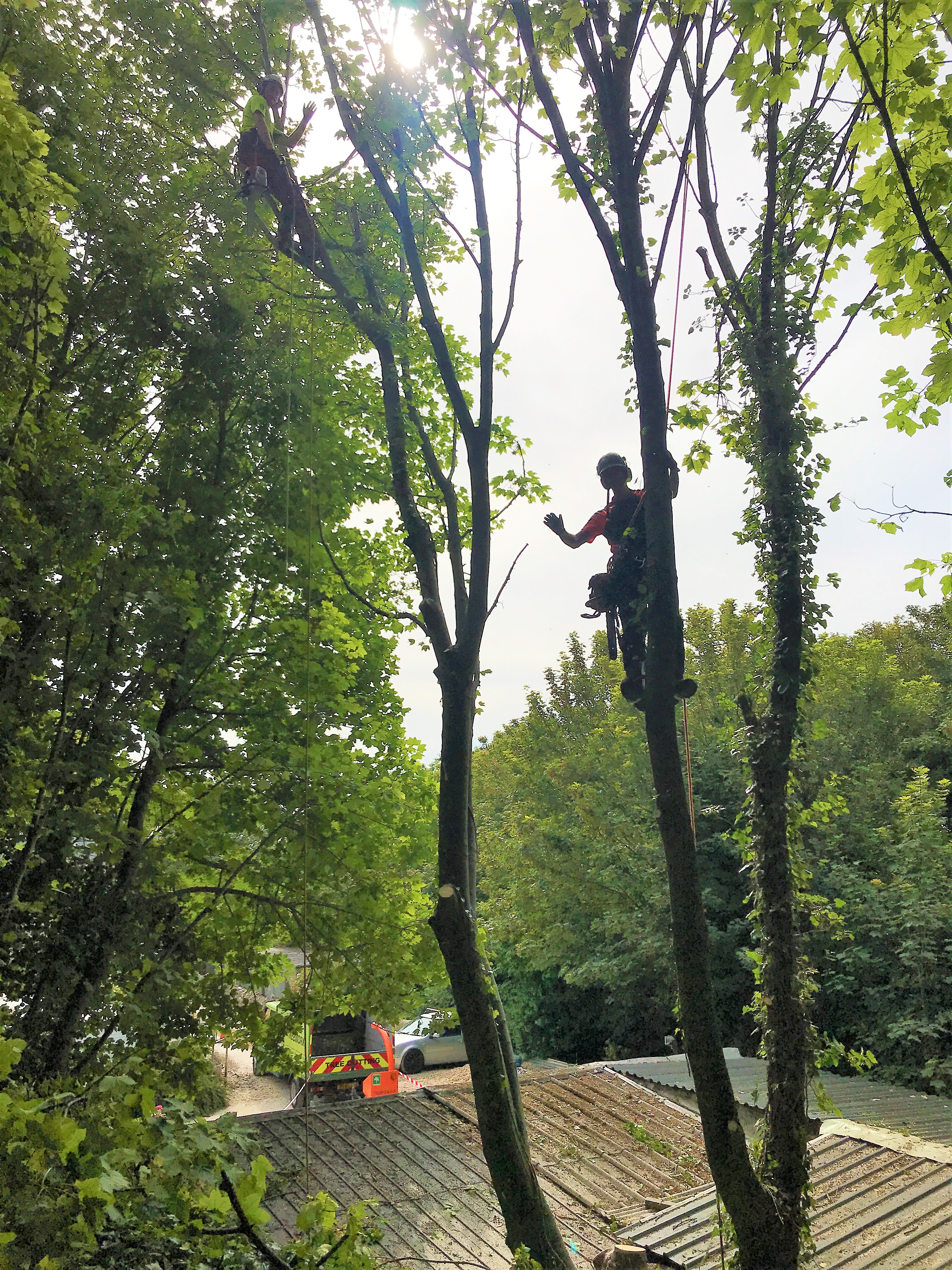 Dorset Treeworx Ltd | Weymouth tree surgeon team covering Dorchester, Portland, Weymouth, Dorset - tree application service booking a date and how much does a tree surgeon cost in Weymouth, Portland, Dorchester, South Dorset - Tree climbs in a tree waving.