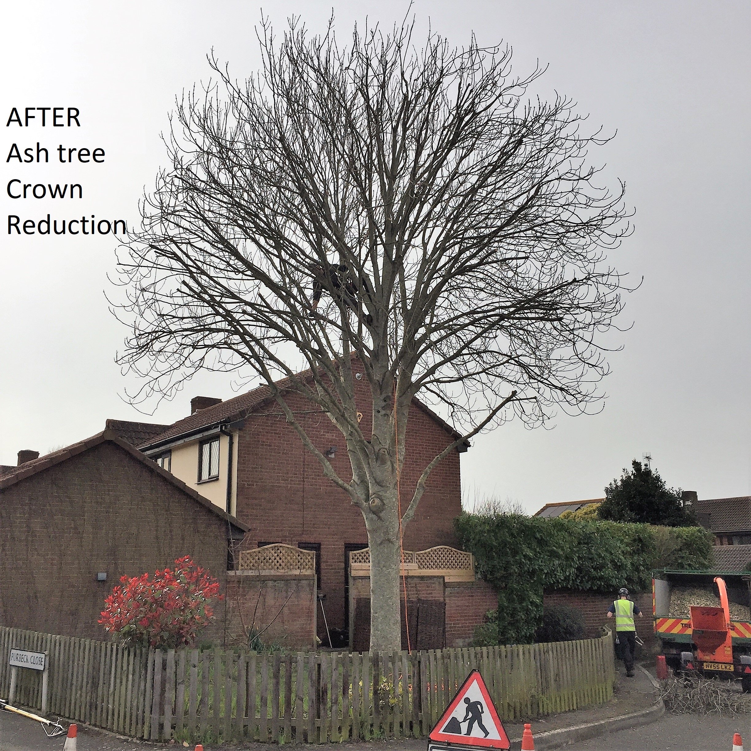 Weymouth Tree Surgeon team at Dorset Treeworx Ltd - AFTER Tree pruning Weymouth, Portland, Dorchester in Dorset