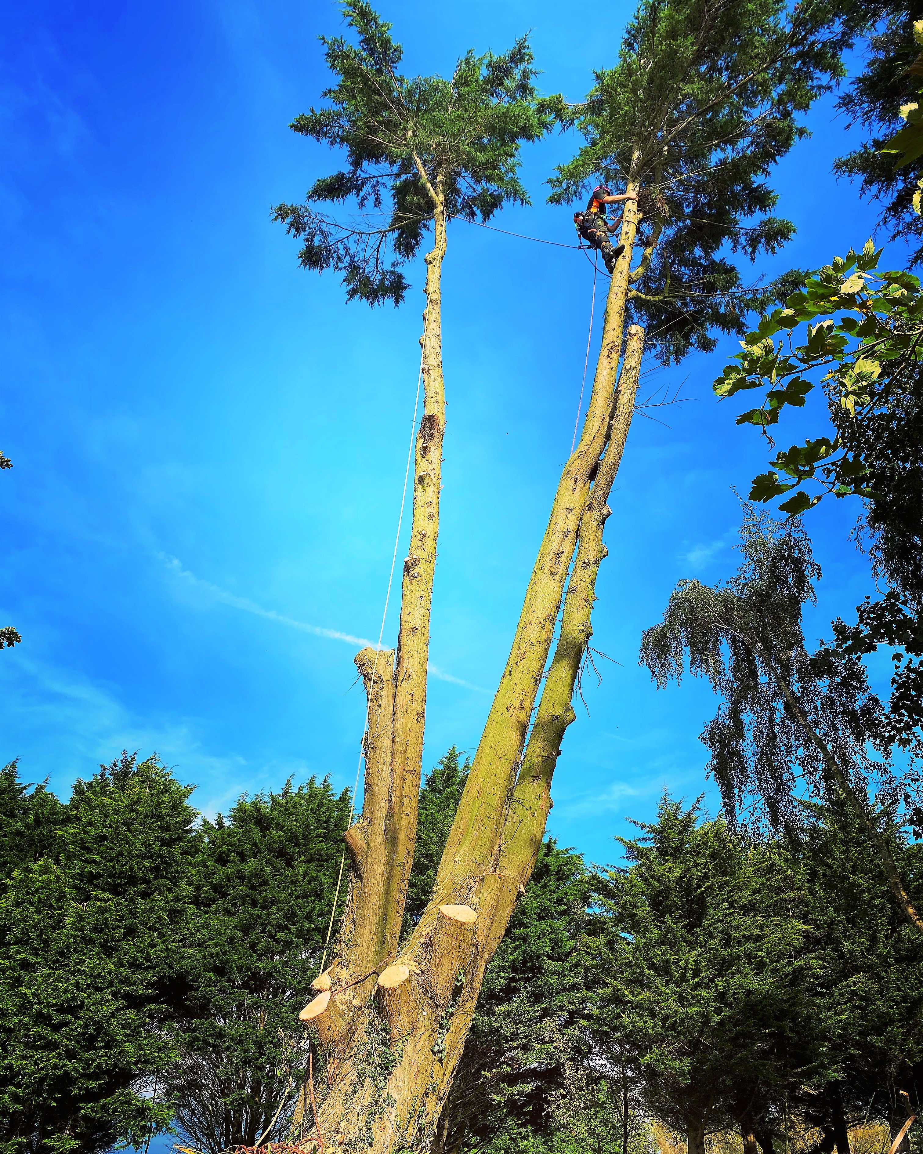 Tree surgery in Weymouth, Dorset. Commercial Tree removal/felling in Weymouth, Portland, Dorchester.