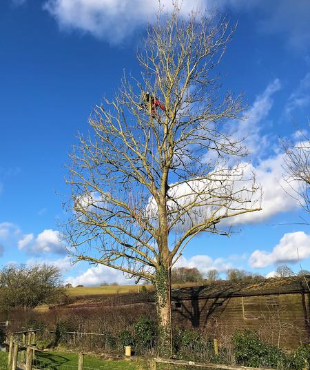 Tree surgery in Dorchester, Dorset - Tree pruning to reduction the size of the tree. Dorset Treeworx Ltd.