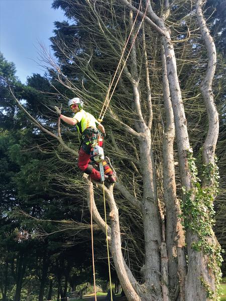 Weymouth tree surgeon - Arborist working from Dorset Treeworx Ltd