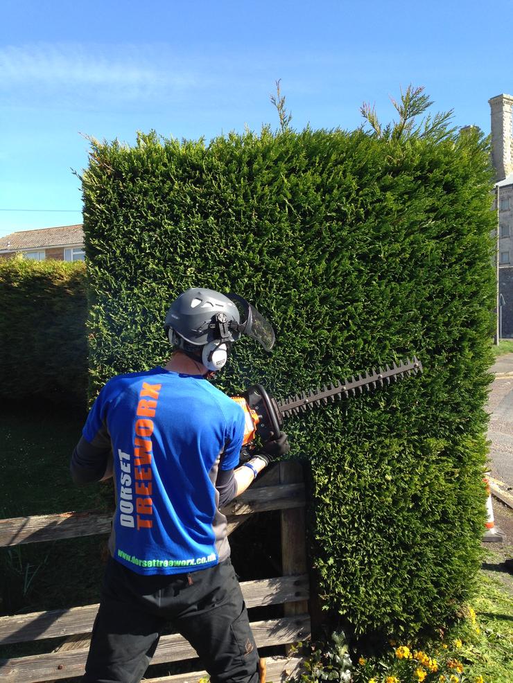 Hedge trimming and removal in Weymouth, Portland, Dorchester in Dorset - Dorset Treeworx Ltd