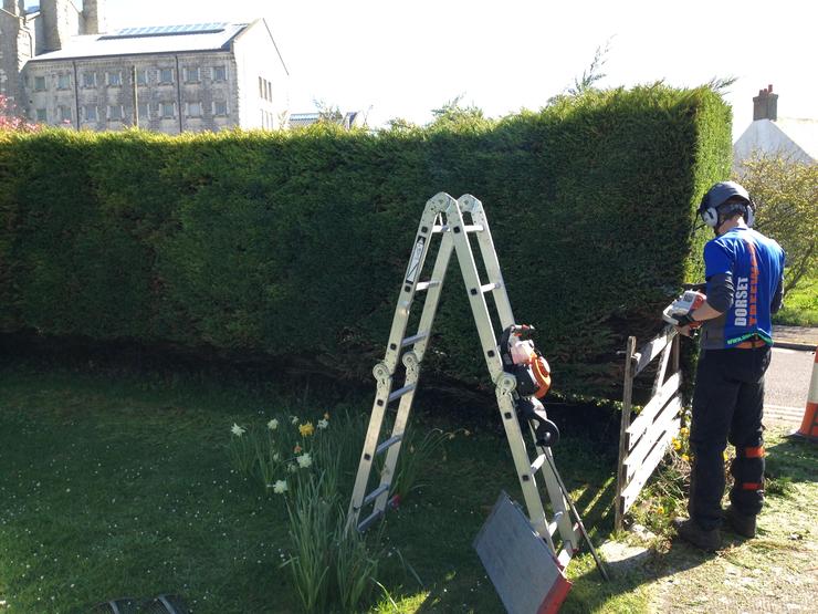 Hedge trimming in Weymouth & Portland, Dorset - hedge trimming and removal services
