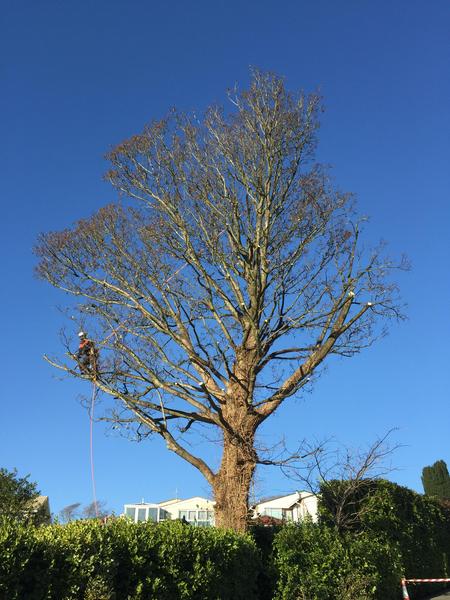 Weymouth Tree Surgeon - Dorset Treeworx