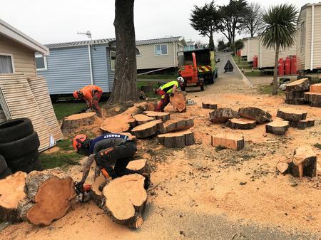 Weymouth tree surgeons - cutting down tree using chainsaws in Weymouth, Dorset